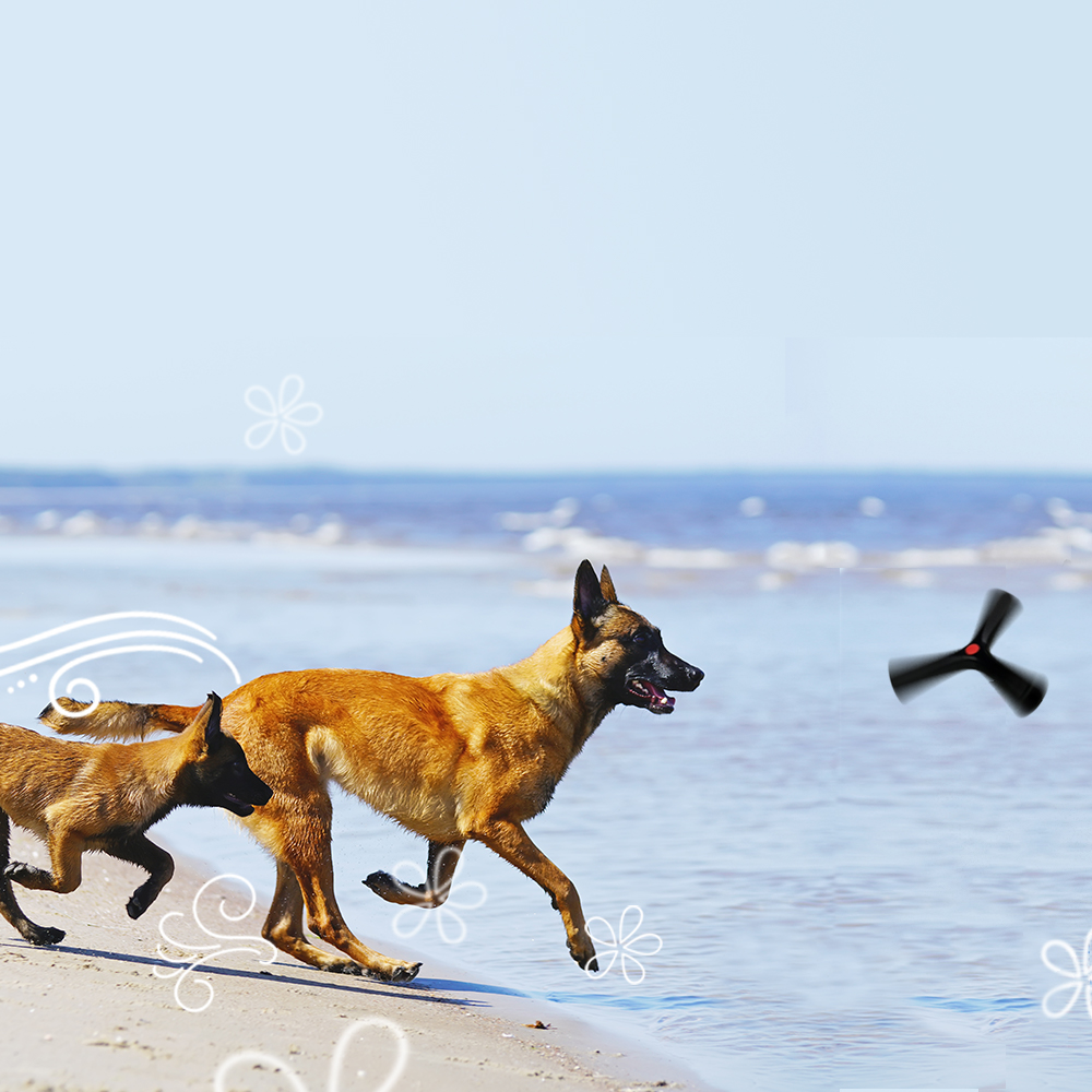 Two dogs chasing a Bettie fetch toy along the beach