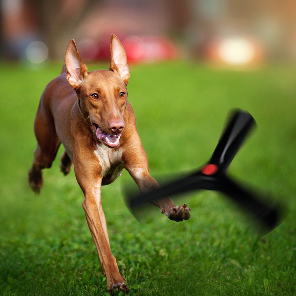 Dog running across grass after a black Bettie fetch toy